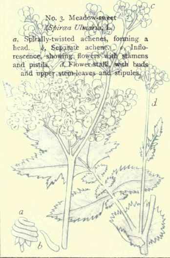 Flowers Of The Fields And Meadows Plate 3