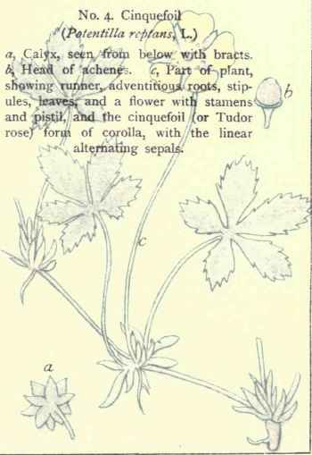 Flowers Of The Fields And Meadows Plate 4