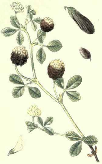 Flowers Of The Fields And Meadows Plate 5