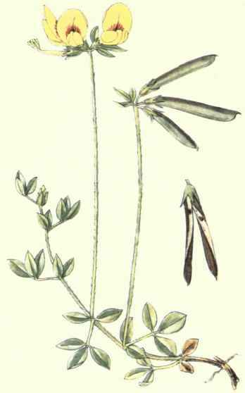 Flowers Of The Fields And Meadows Plate 6