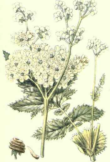 Flowers Of The Fields And Meadows Plate 7
