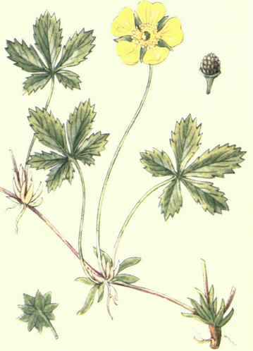 Flowers Of The Fields And Meadows Plate 8