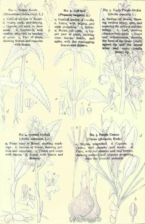 Flowers Of The Fields And Meadows