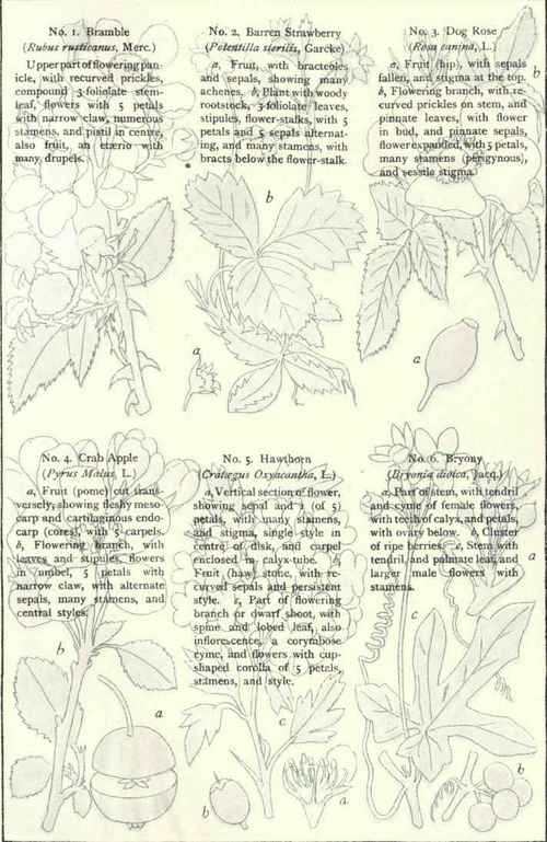 Flowers Of The Roadsides And Hedges Plate XXVII