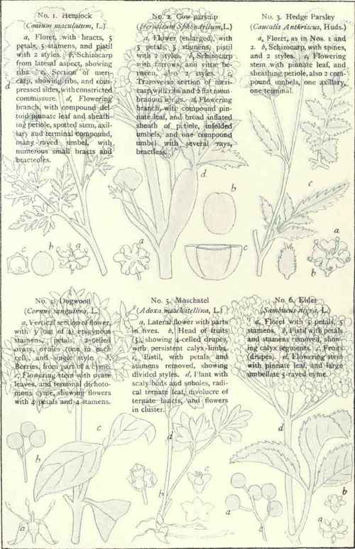 Flowers Of The Roadsides And Hedges Plate XXVIII