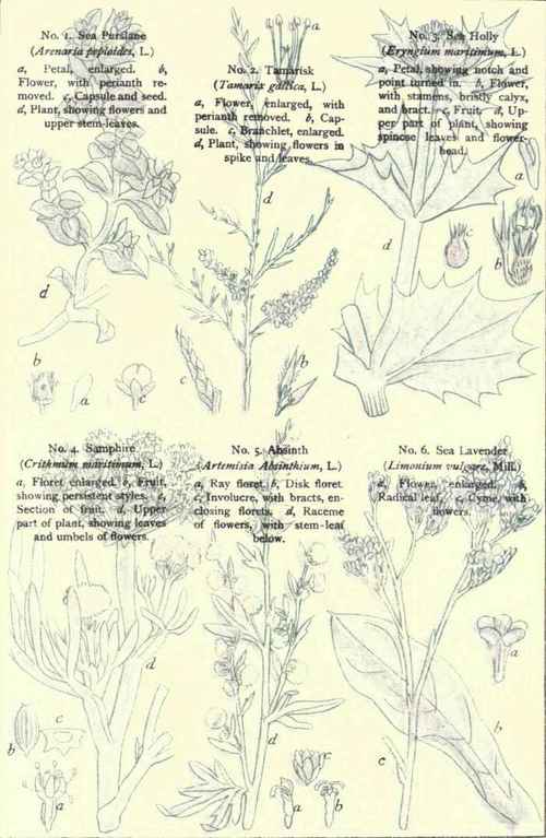 Flowers Of The Sea Coast
