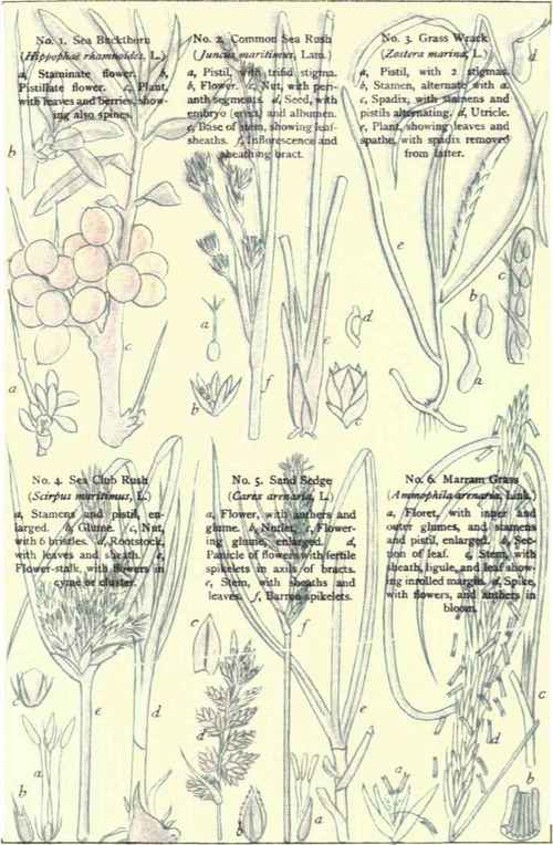 Flowers Of The Sea Coast