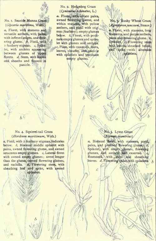 Flowers Of The Sea Coast