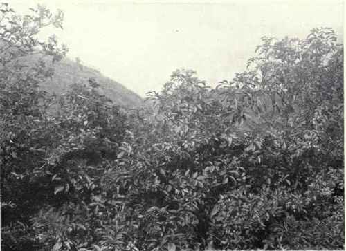 Fruit Elder (Sambucus nigra, L.)