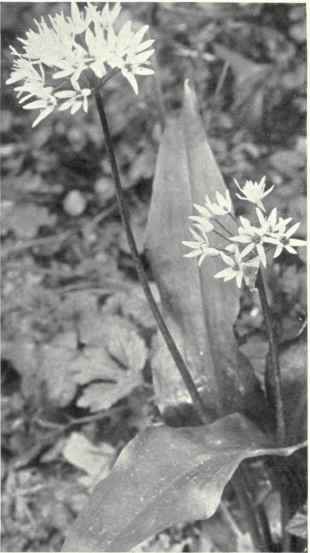 Garlic (Allium ursinum, L.)