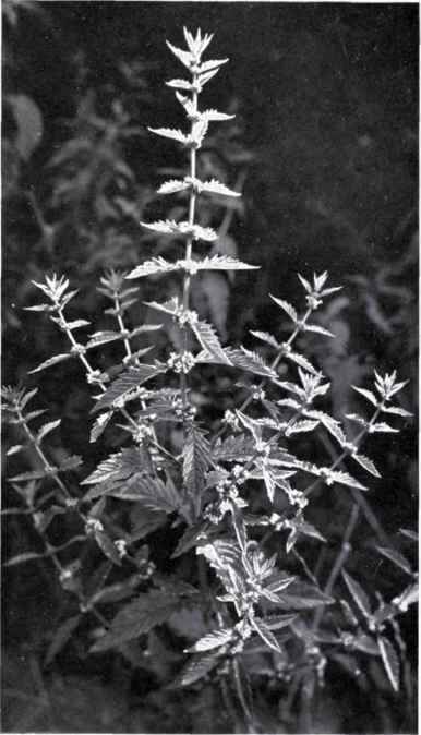 Gipsywort (Lycopus europaeus, L.)
