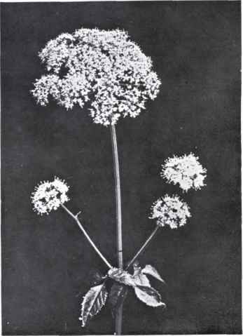 Goutweed (Aegopodium Podagraria, L.)