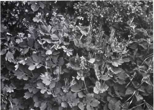 Greater Celandine (Chelidonium majus, L.)