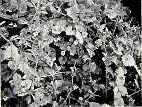 Ground Ivy (Nepeta hederacea, Trev.)