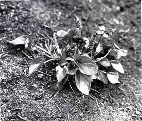 Hairy Violet (Viola hirta, L.)