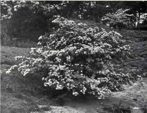 Hawthorn (Cralcegus Oxyacantha, L.)