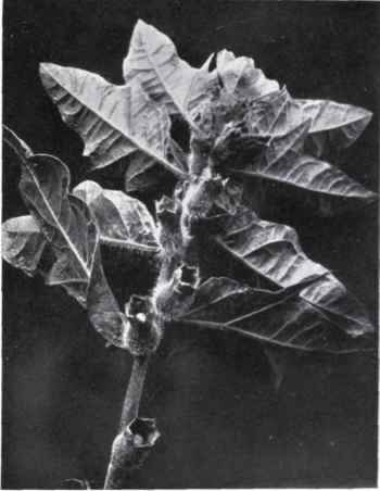 Henbane (Hyoscyamus niger, L.)