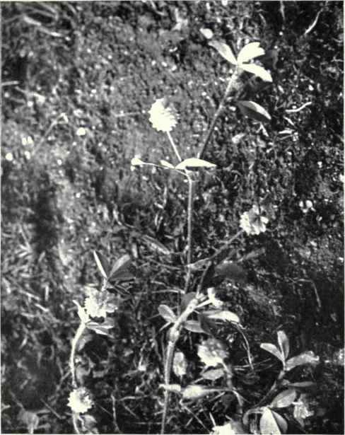 Hop Trefoil (Trifolium procumbens, L.)