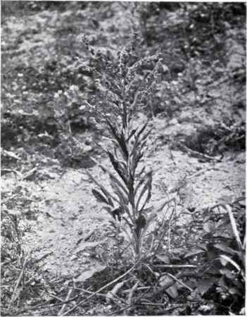 Hound's Tongue (Cynoglossum officinale, L.)