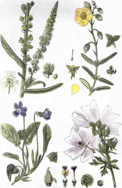 I. Dyer's Weed or Weld (Reseda Luteola, L.). 2. Rock Rose (Helianthemum Chamaecistus, Mill.). 3. Hairy Violet (Viola hirta, L.). 4. Musk Mallow (Malva moschata, L.).