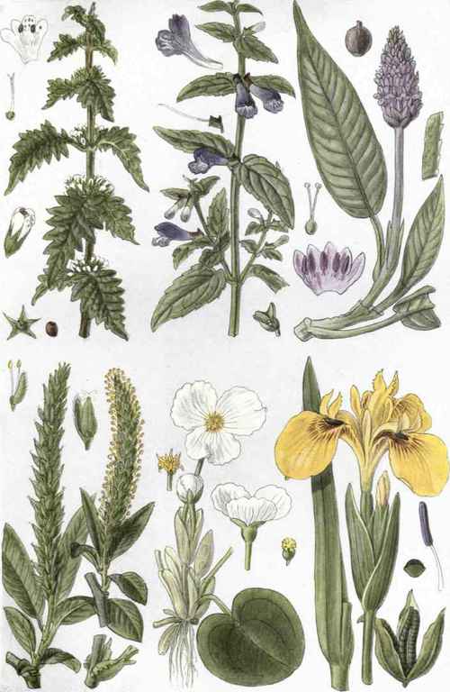 I. Gipsywort (Lycopus europaeus, L. ). 2. Skull cap (Scutellaria galericulata, L.). 3. Amphibious Knotgrass (Polygonum amphibium, L.). 4. Crack Willow (Salix fragilis, L.). 5. Frogbit (Hydrocharis morsus ranae, L.). 6. Yellow Flag (Iris Pseudacorus, L.).