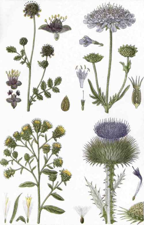 I. Salad Burnet (Polerium Sanguisorba, L.). 2. Field Scabious (Scabiosa arvensis, L.). 3. Ploughman's Spikenard (Inula squarrosa, Bernh.). 4. Cotton Thistle (Onopordon Acanthium, L.).