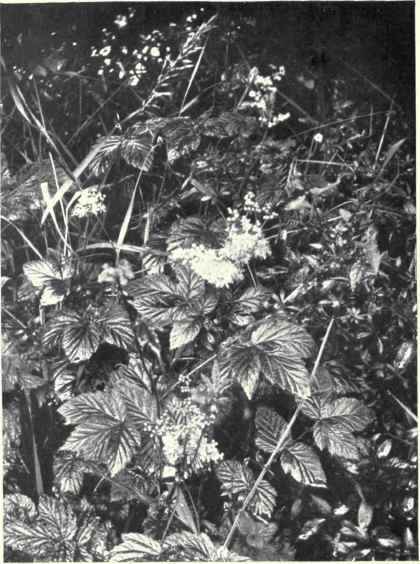 In the Meadow sweet the fruit is a collection of follicles