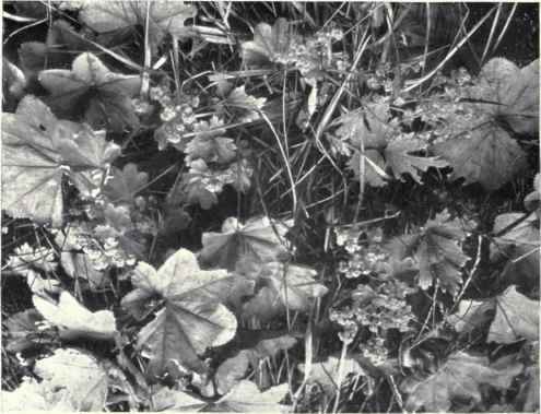 Lady's Mantle (Alchemilla vulgaris, L.)