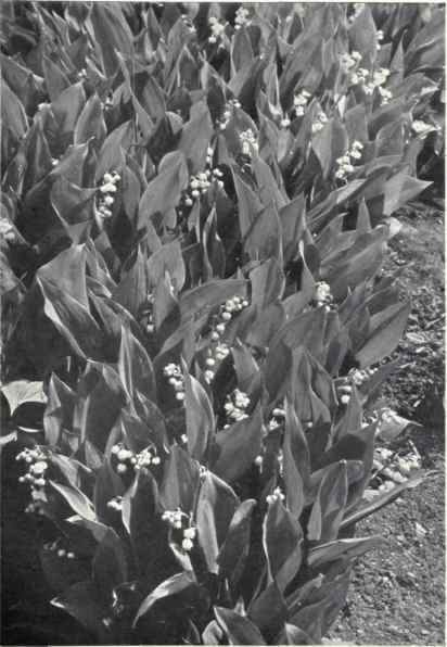 Lily of the Valley (Convallaria majalis, L.)