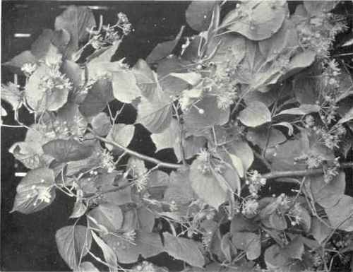 Lime (Tilia vulgaris, L.)