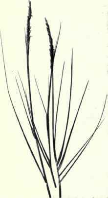 Lyme Grass (Elymus arenarius, L.)