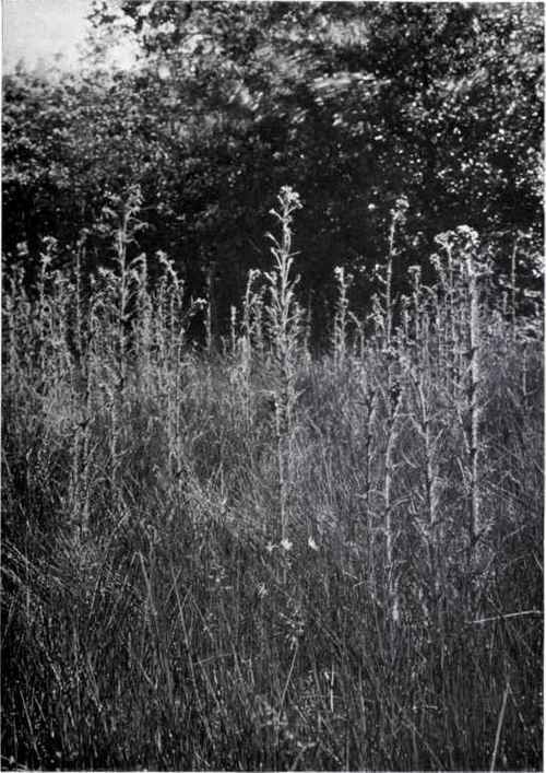 Marsh Thistle (Cnicus paluslris, Willd.)