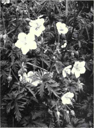 Meadow Crane's Bill (Geranium pratense, L.)