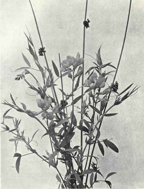 Meadow Vetchling (Lathyrus pratensis, L.)