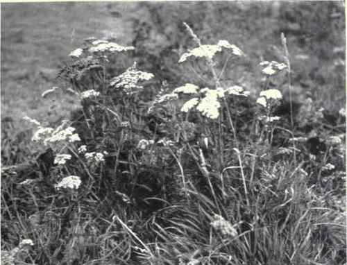 Milfoil (Achillea Millefolium, L.)