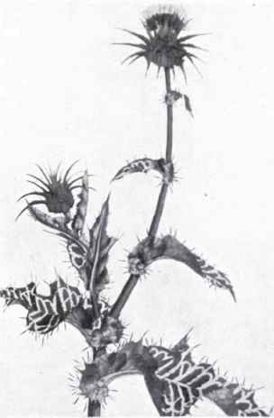 Mllk Thistle (Silybum marianum)