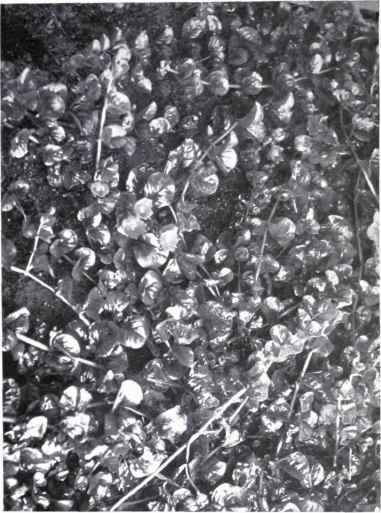 Moneywort (Lysimachia Nummularia, L.)