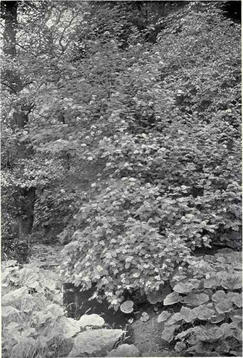 Mountain Ash (Pyrus Aucuparia, Ehrh.)