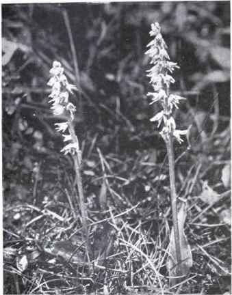 Musk Orchid (Herminium Monorchis, Br.)