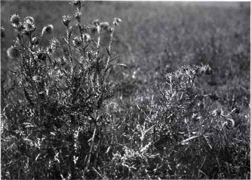Musk Thistle (Carduus nutans, L.)