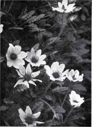 Oak leaved Mountain Avens (Dryas octopetala, L.)