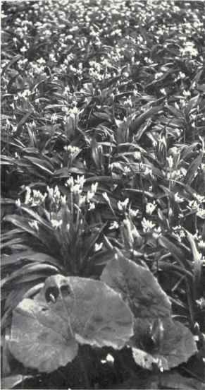 Photo. J. H. Crabtree