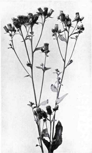 Ploughman's Spikenard (Inula squarrosa, Bernh.)