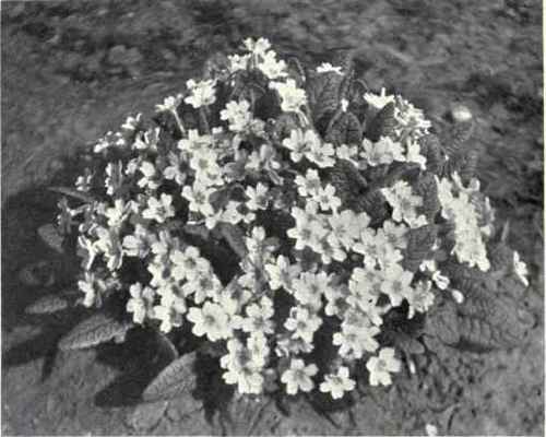 Primrose (Primula vulgaris, Huds.)
