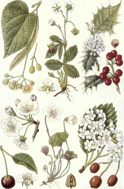 (Pyrus Aria, Ehrh.).