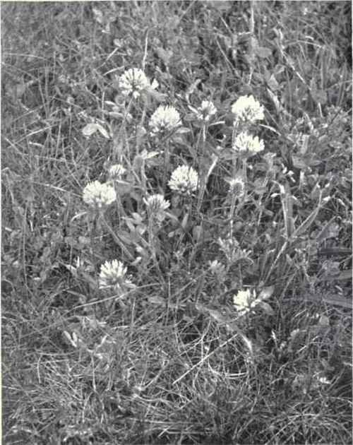 Red Clover (Trifolium pratense, L.)