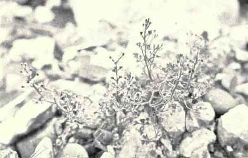 Red Rampant Fumitory (Fumaria officinalis, L.) 