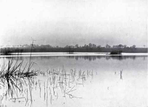 Reed (Phragmites communis, Trin.)