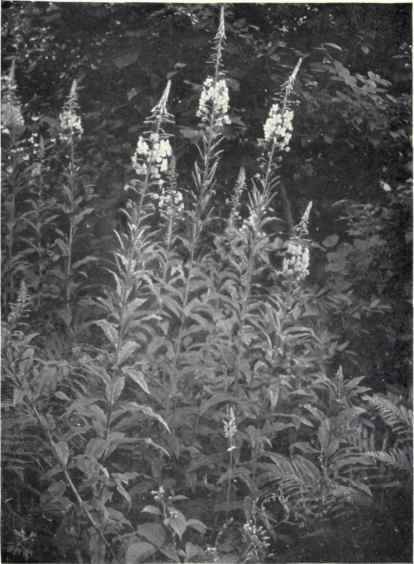 Rosebay (Epilobium angustifolium, L.)