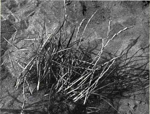 Rushy Wheat Grass (Agropyron junceum, Beauv.)